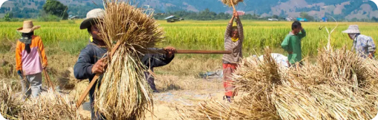 crop-threshing